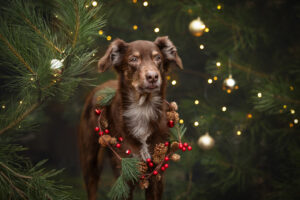 Weihnachten-Hundeshooting-2024