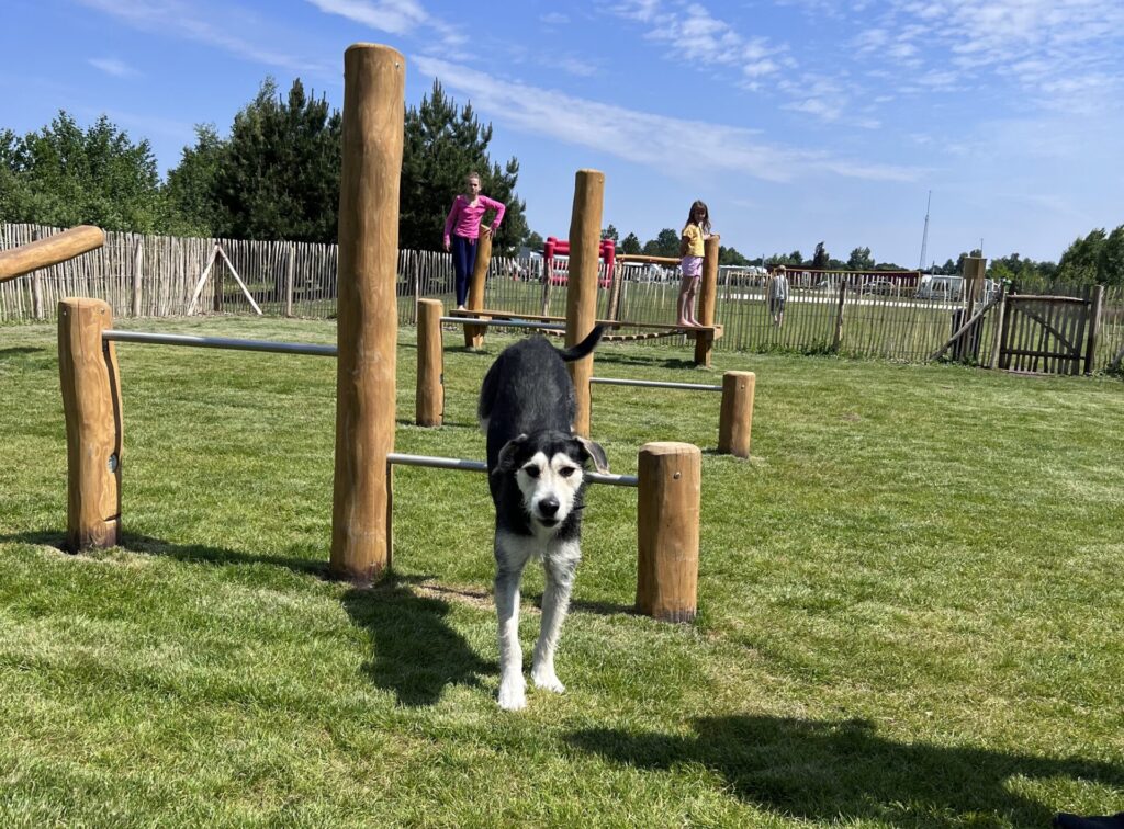 Hunde Workshop im Emsland-Camp