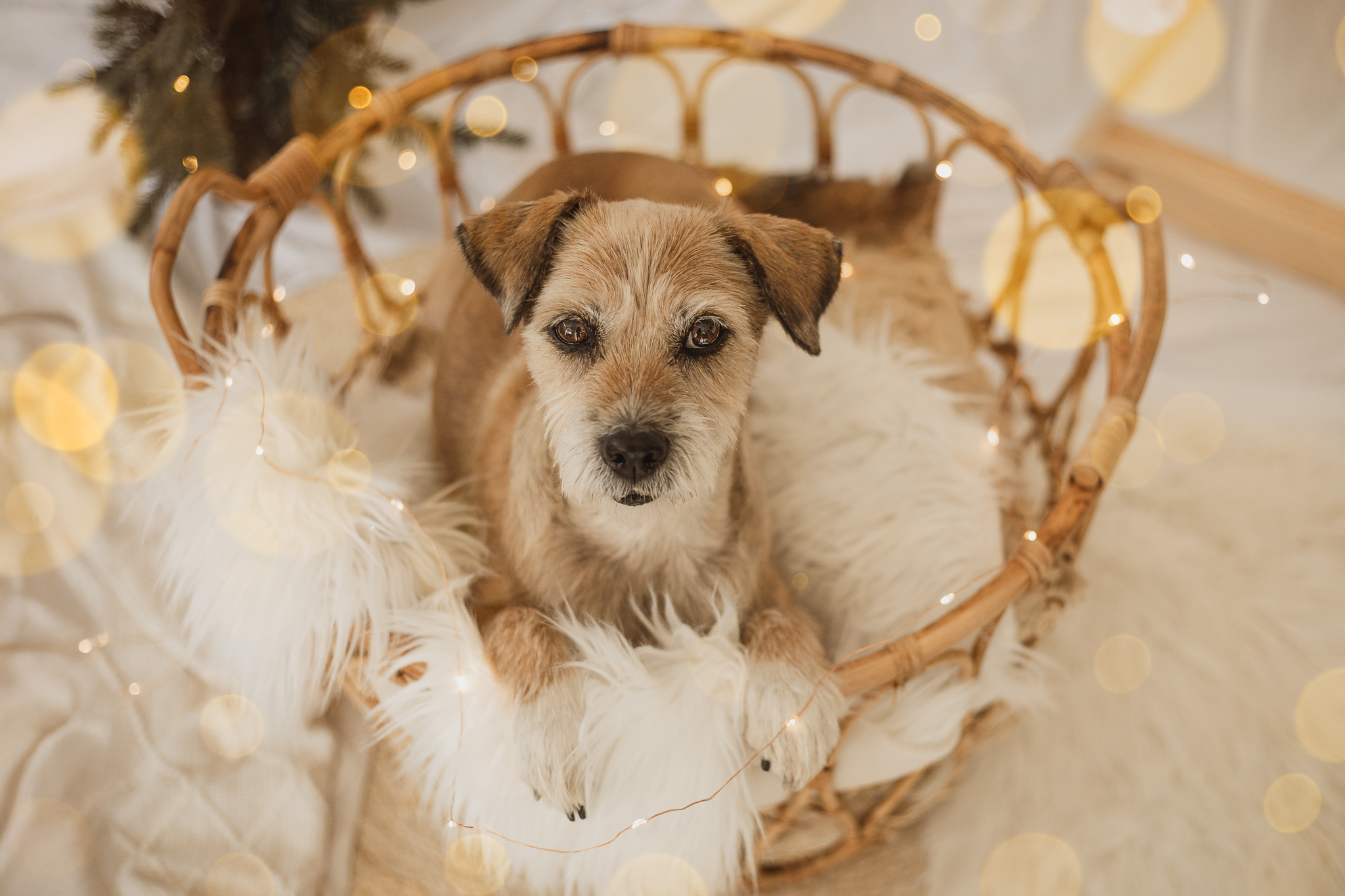 Hundefotoshootings im Emsland-Camp Hundefotoshooting im Emsland-Camp weihnachtlich 2025