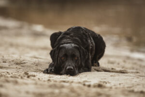 Strandshooting im Emsland-Camp