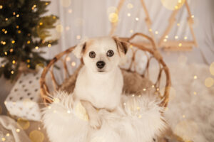 Ein Hund voller Weihnachtsfreude